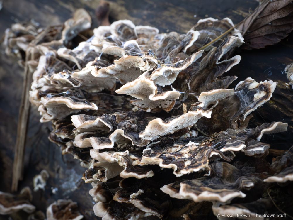Close-up of layered turkey tail fungus growing on a fallen log, showing curved shelves and fine surface texture.