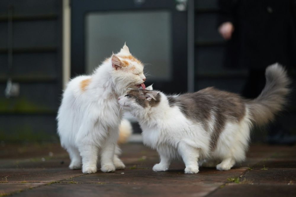 Two fluffy kitties, one white and orange and one white and gray. The white and orange cat is grooming the white and gray cat. 