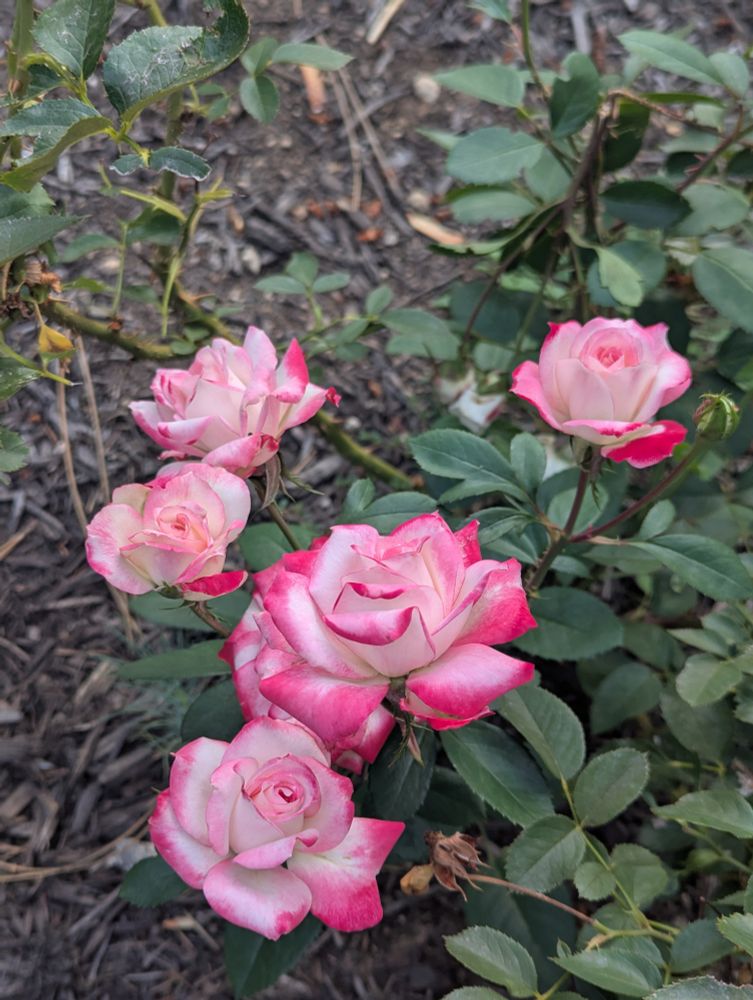 light pink/white roses with dark pink edges.