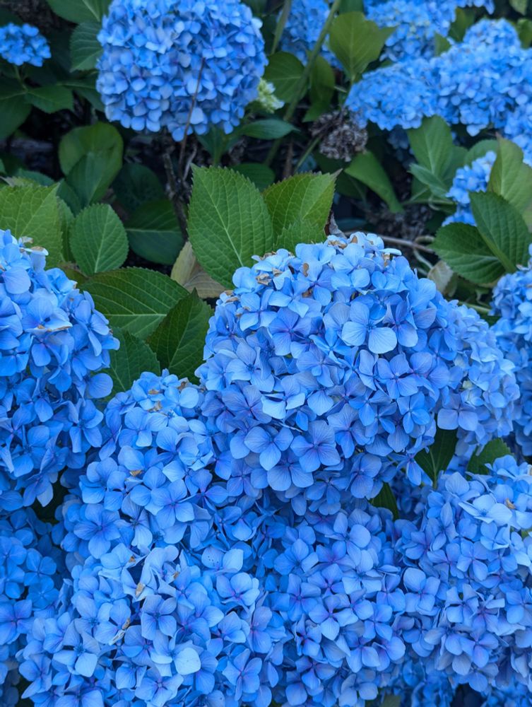 beautiful blue hydrangea blooms.