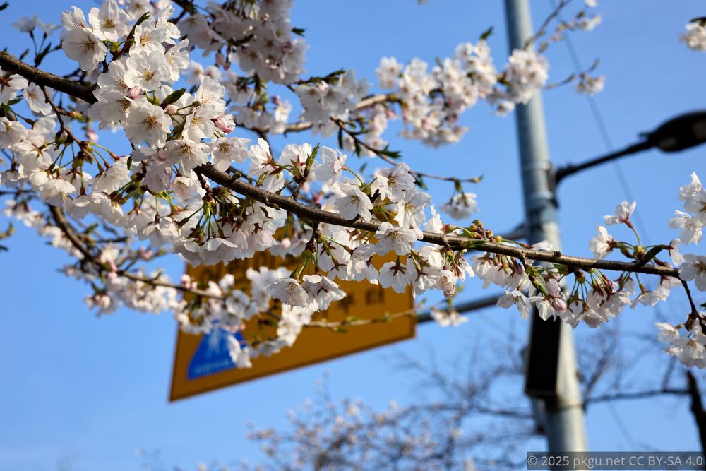 A Cherry blossom in Yeouido.

Yeouiseo-ro, Yeongdeungpo-gu, Seoul, Korea. 