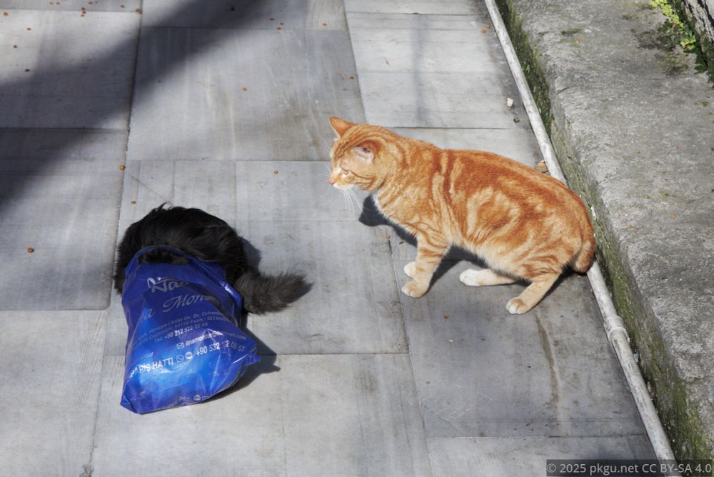The cats in Istabul, playing with a plastic bag.