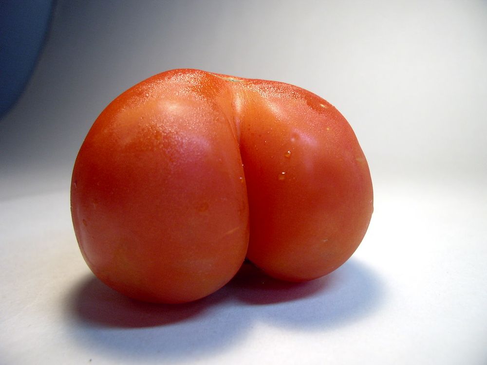 A picture of a sexy tomato. It resembles the female buttocks and it is glistening with dew. The sexy tomato rests against a white background designed to soften its edge appearance and to maximize it's red voluptuous form.