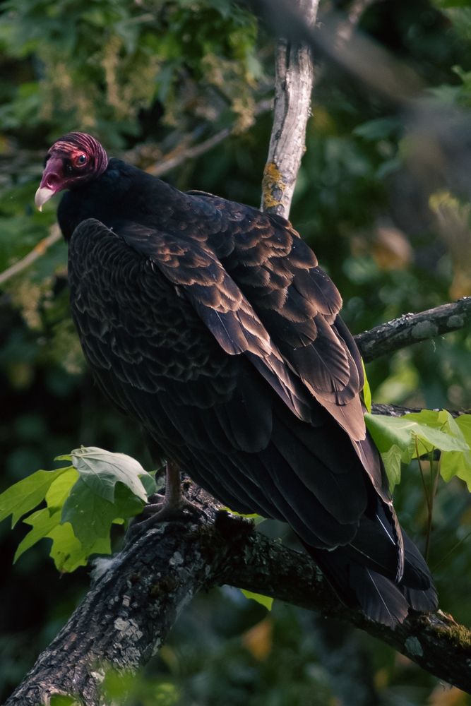 Turkey vulture. Large bird with brown-trimmed black feathers, red head, and curved white beak, sits on a branch looking at the camera. 