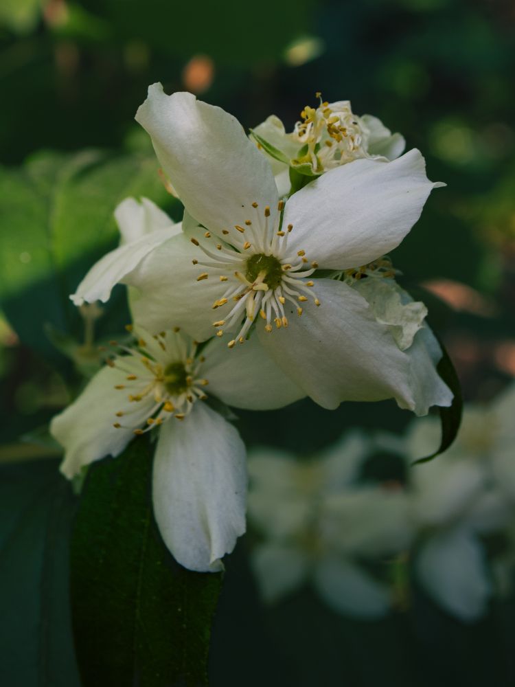 Mock orange flowers with delicate white petals and long fluffy centers. 
