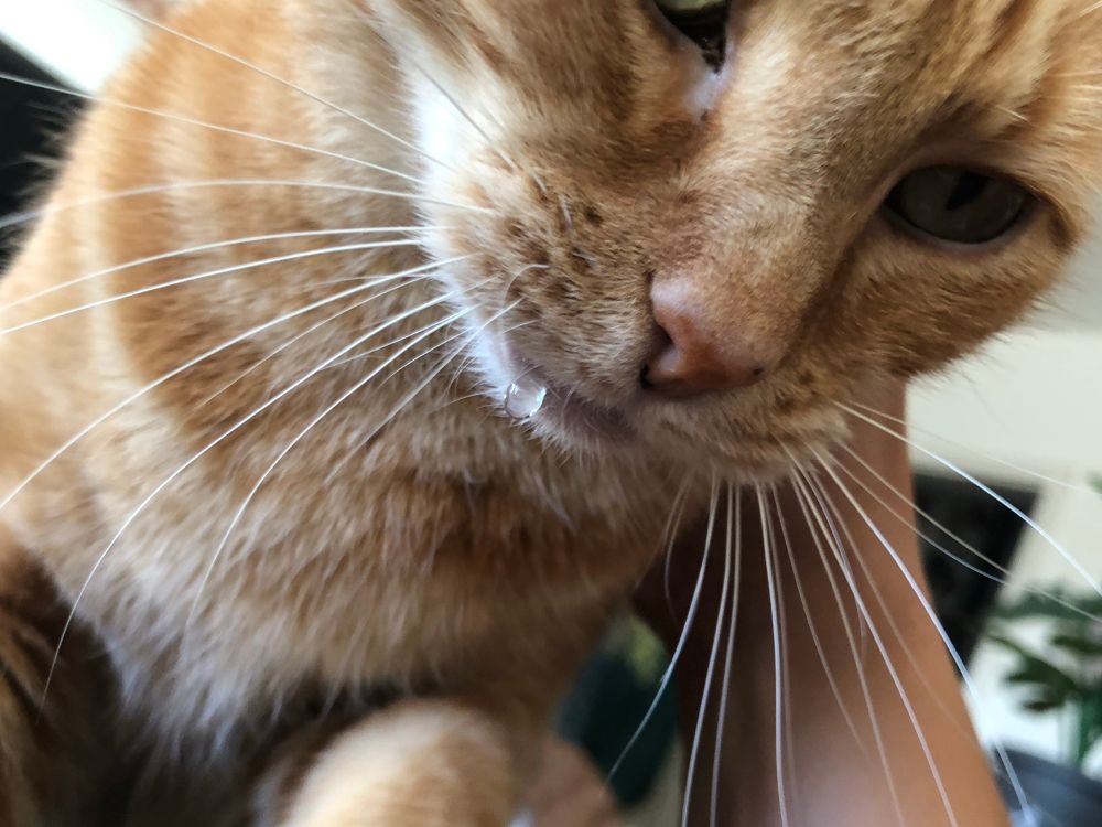 Perlas roter Kater Whiskey in Nahaufnahme. Man kann sehr gut einen Sabbertropfen an seinem Maul erkennen.