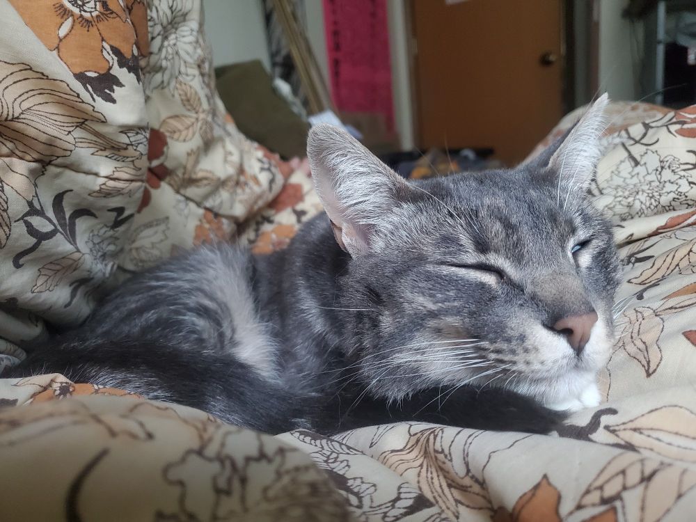 A cat, snuggled up on top of a blanket (which I'm underneath), looking deeply contented.
