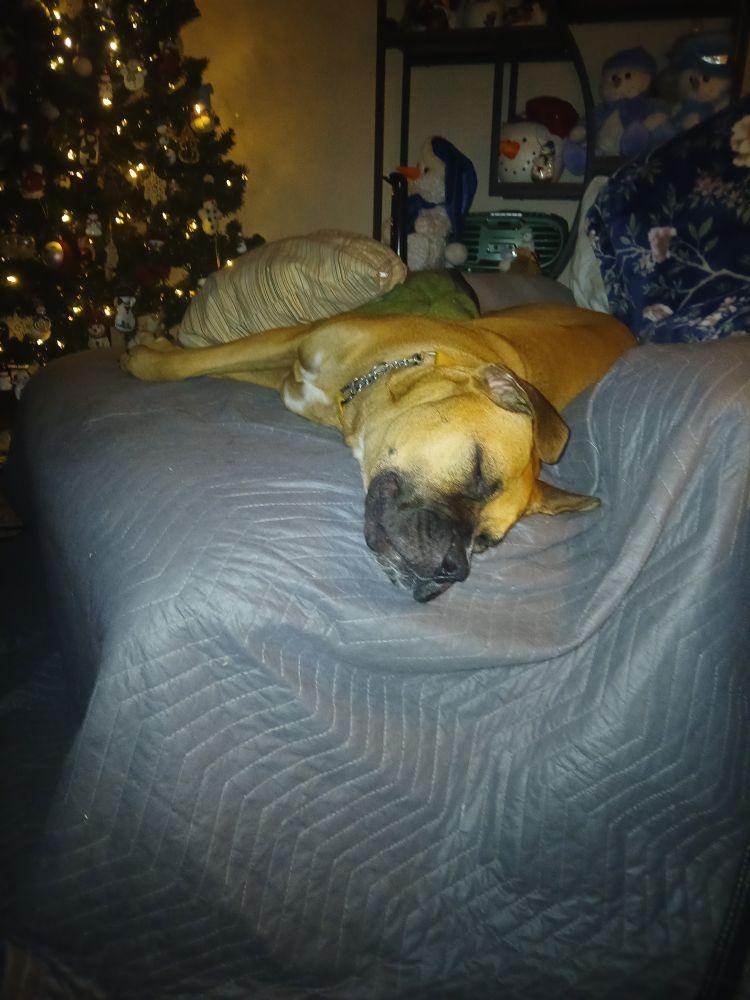 A copper-coloured dog on a lounge chair in front of a Christmas tree 