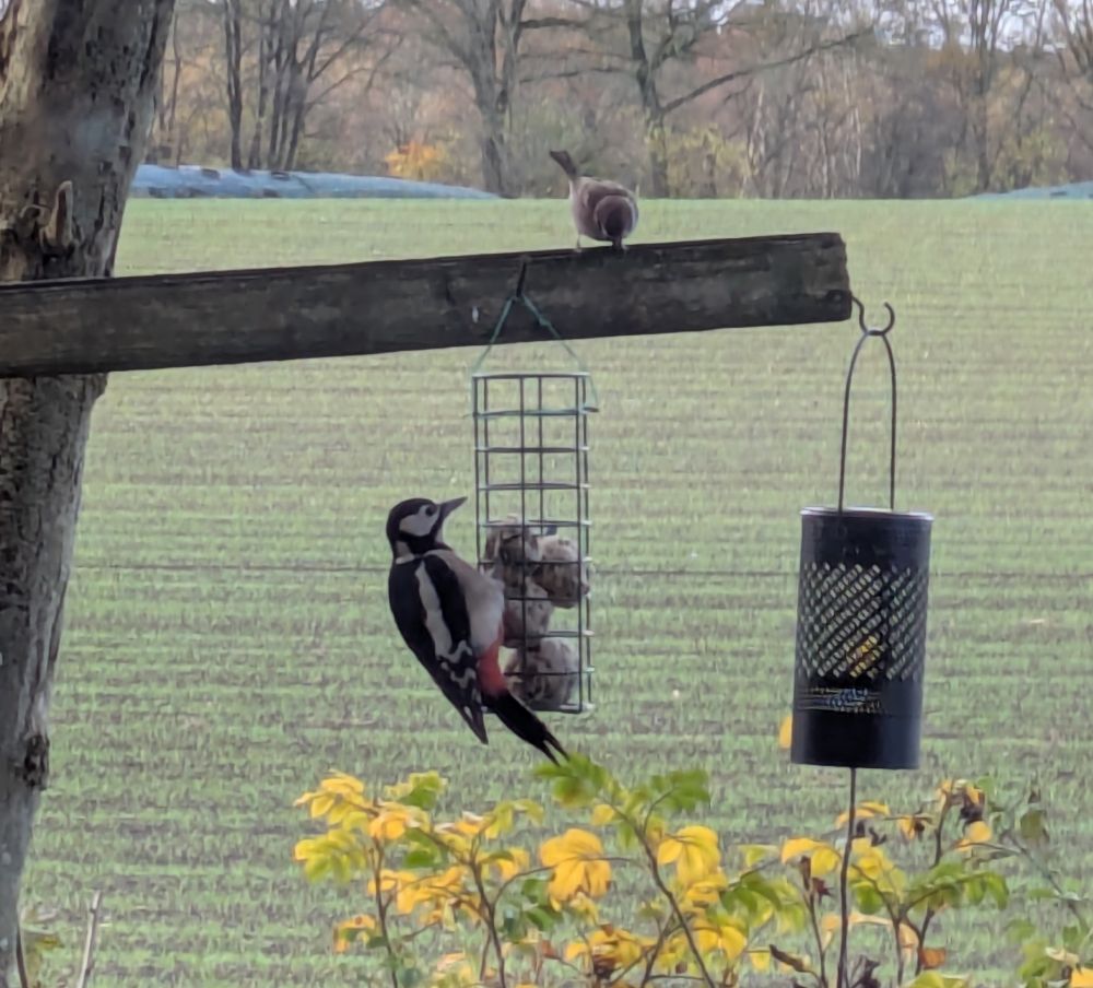 Ein Specht hängt an einem Behälter mit Meisenknödeln und ein Spatz schaut ihm zu 