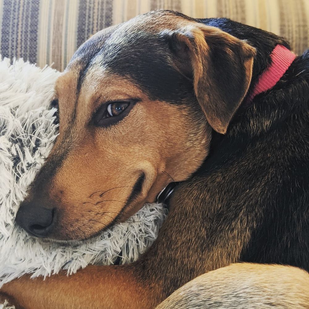 Maggie May, my brown and black mutt, giving a side eye and slight grin as she cuddles up on a blanket. 