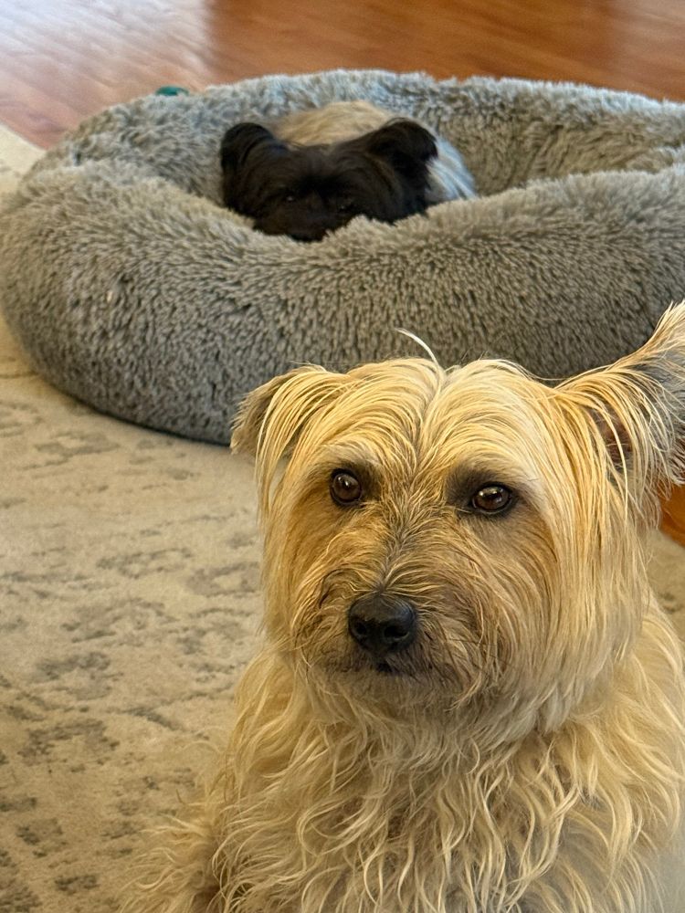 Blue on the foreground, Lola in the poof in the background. Our two cairn terriers are always there for us. 