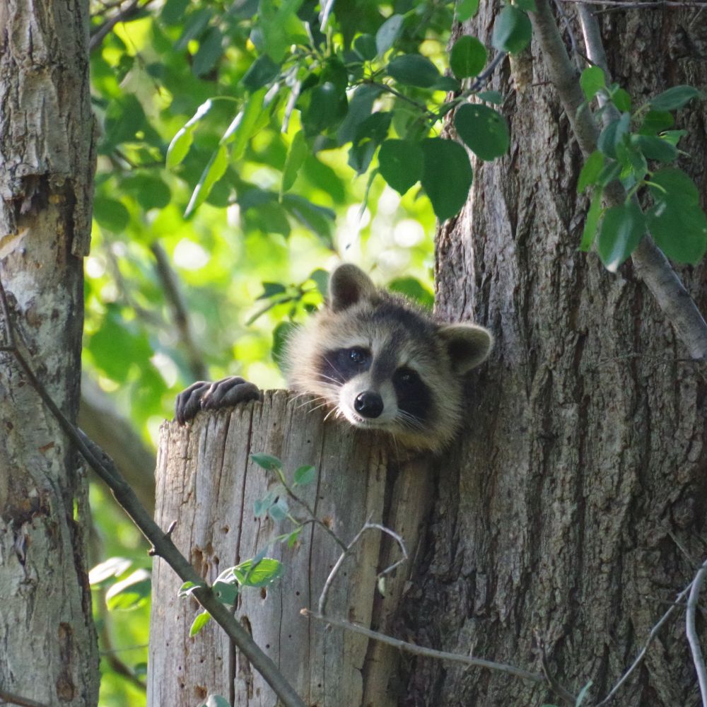 A raccoon peering over the top of a cut tree trunk, with two paws placed on top