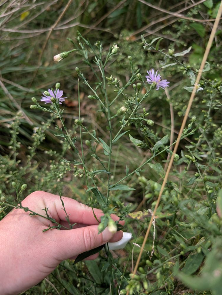 Smooth-leaved aster with two open blooms that are a light lilac colour.