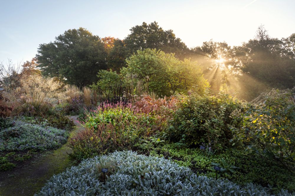 An autumn border of perennial plants, edged with woodland where low misty sunlight breaks through.