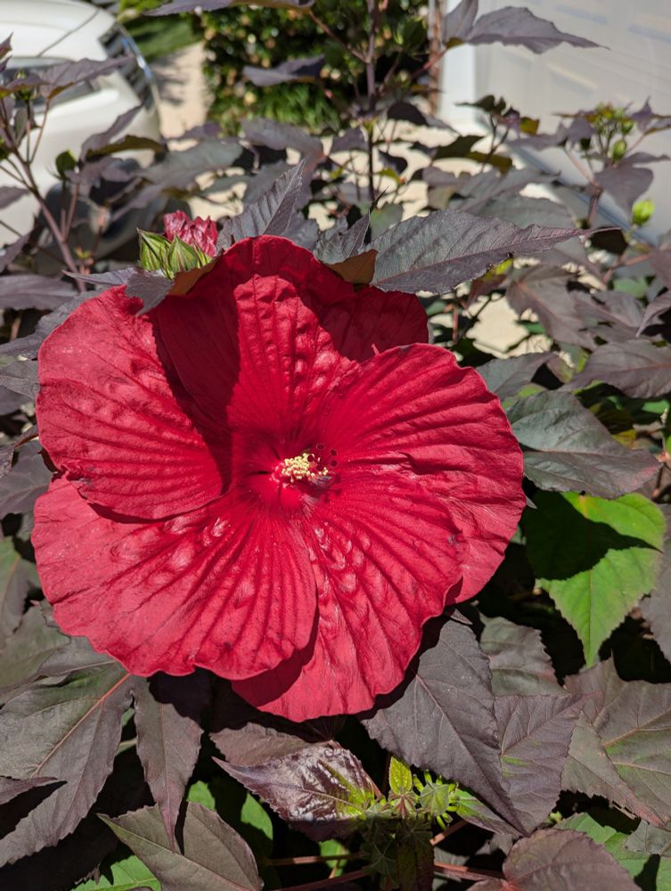 Rose Mallow in full bloom