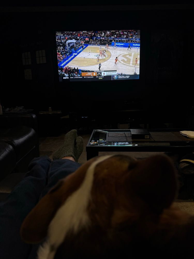 Back of a dog’s, tri color corgi’s, head watching on ESPN women’s basketball with South Carolina playing Texas