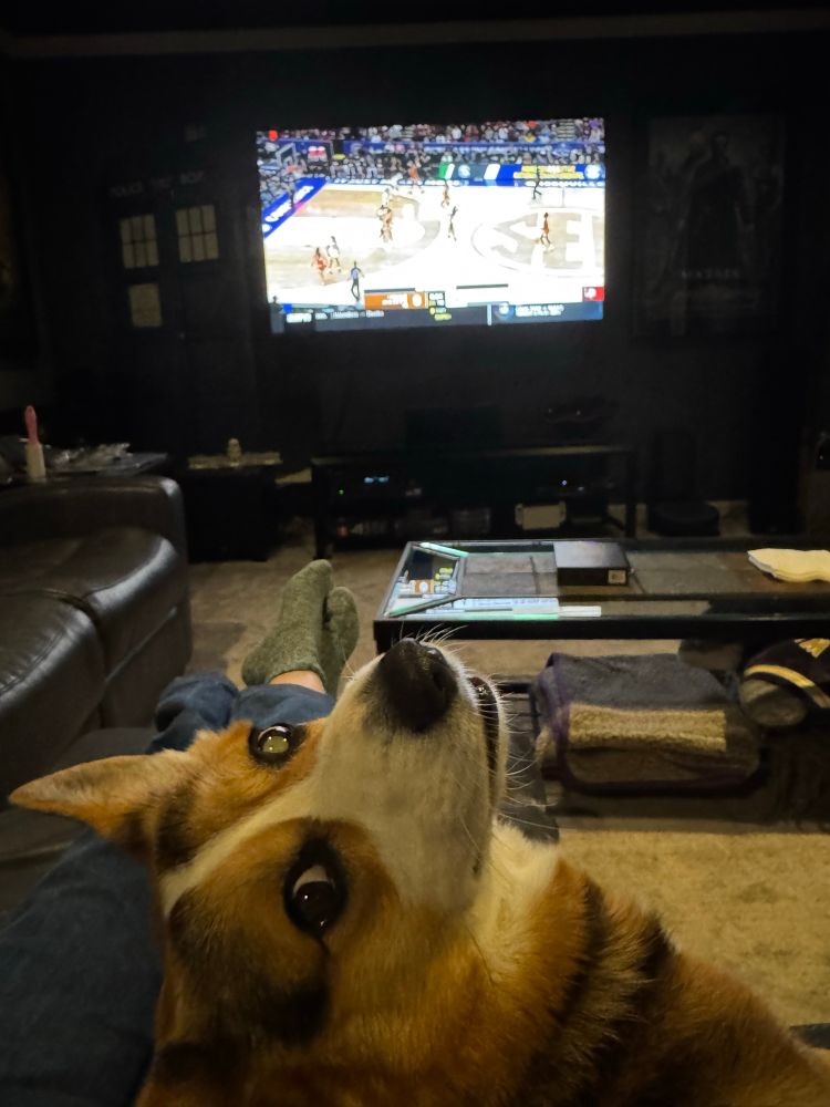 Tri color corgi looking at the camera as ESPN plays women’s basketball in the background. Texas versus South Carolina are the teams