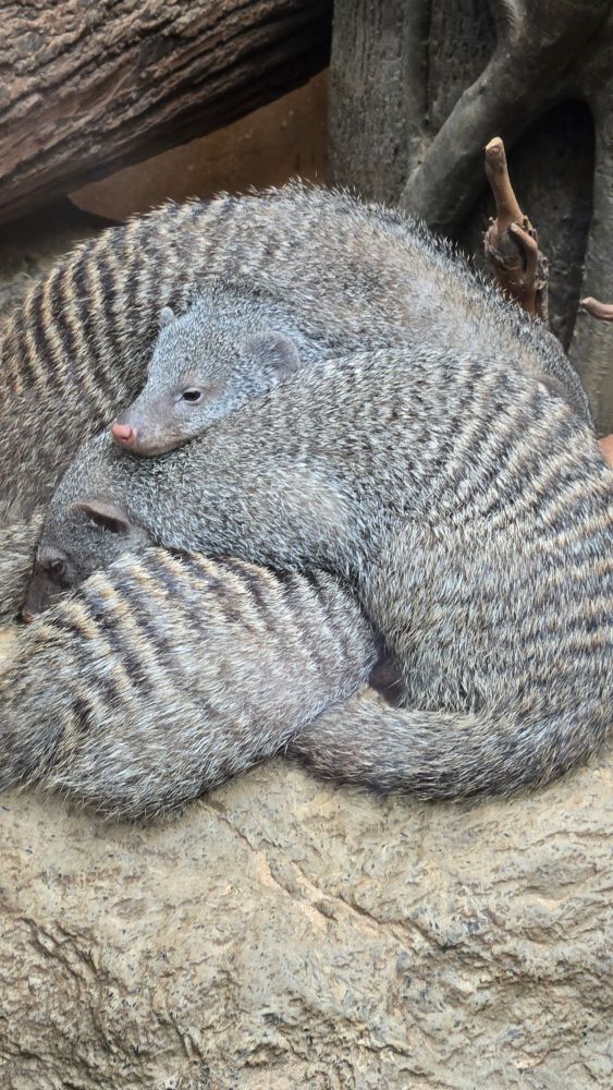a pile of four banded mongooses sleeping