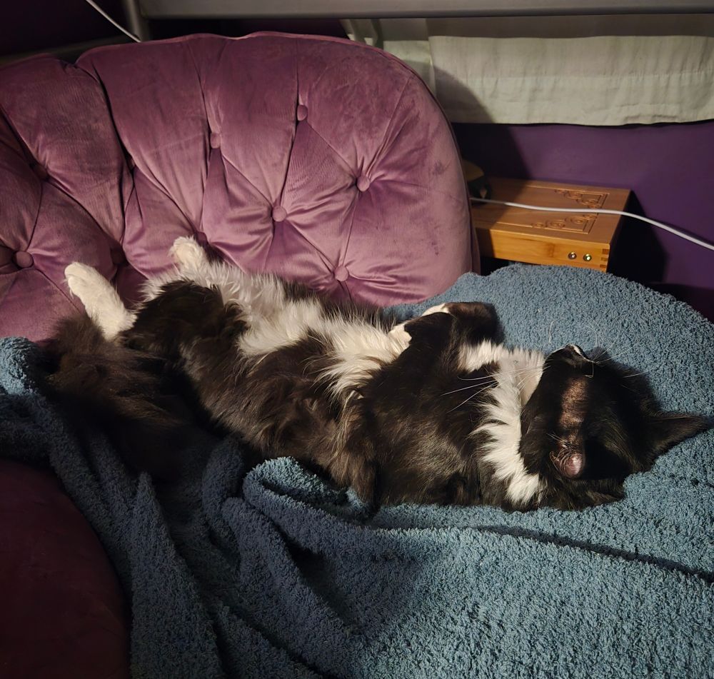 Vincent asleep belly up in the same chair