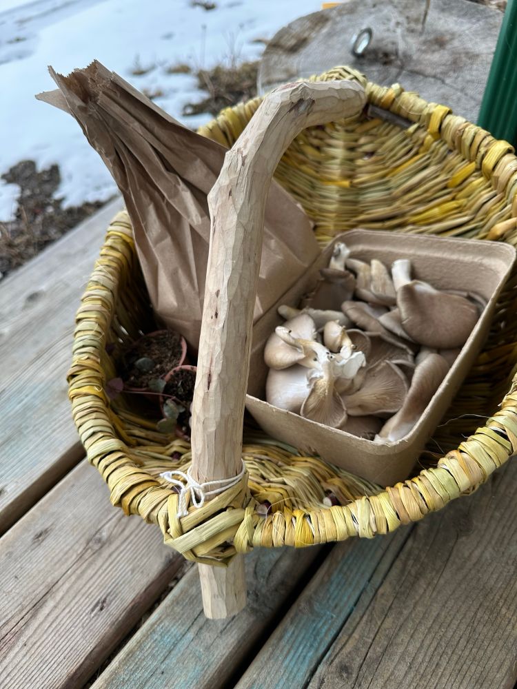 Handmade basket of rushes with juniper handle. Inside are oyster mushrooms, two tiny potted houseplants, and a paper bag full of garlic.