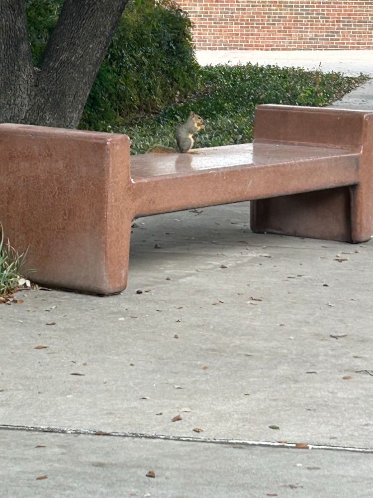 a brown squirrel eating a nut on a brown concrete bench under a tree surrounded by greenery. the squirrel has the bench all to itself! 
