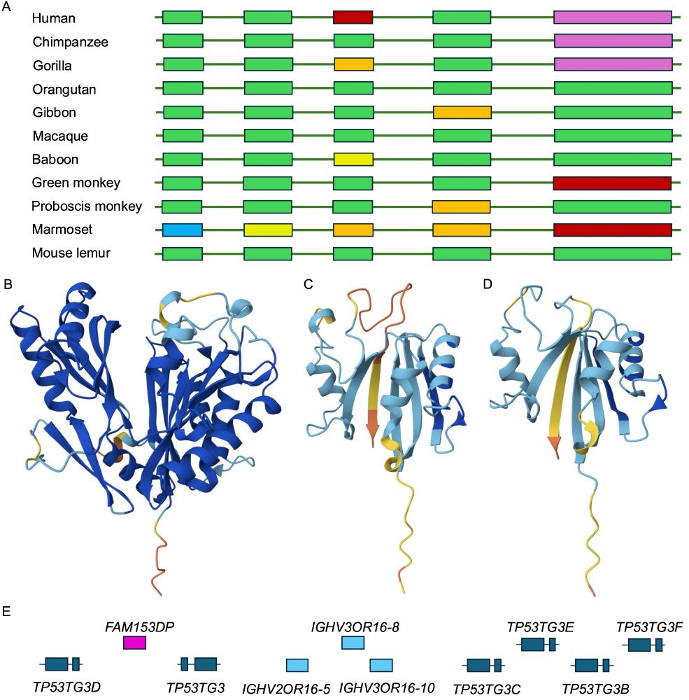 A. Aligned exons for FTCDNL1 genes from distinct primate species indicsting whether the exon has a frame shift (orange), premature stop codon (red), a missing ATG (blue), missing splice site (yellow), has been lost entirely (purple) or is intact (green). B. the AlphaFold model of cow FTCDNL1 (intact). C and D. Alphafold models of human FTCDNL1 isoforms are missing a whole lobe of the cow FTCDNL1 structure and have poor LDDT scores for what would be the core of the protein (these core strands are marked in yellow)