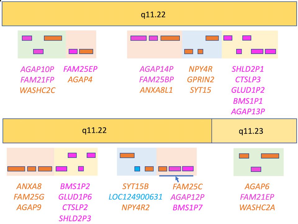 Segmental duplications on chromosome 10. Duplication and translocation in the q arm of chromosome 10. At least four gene blocks have duplicated in this region since the last common ancestor of humans and chimpanzees. Genes are shown as arrows indicating direction of strand, coding genes are orange arrows, pseudogenes pink. The GPRIN2L paralogue uncovered by the T2T-CHM13 assembly is shown in light blue. The four gene blocks that have duplicated are colour coded. The light green background blocks include the WASH2 genes, the light blue background the GPRIN2 paralogues. The AGAP-FAM25 block (orange background) appears to have duplicated three times with multiple genes in this region alone. Genes in the yellow background block are all pseudogenes. Several of the gene blocks are contiguous. There is no gap between the gene blocks when the blocks are contiguous. The approximate coordinates of the contiguous blocks are indicated above the blocks. 