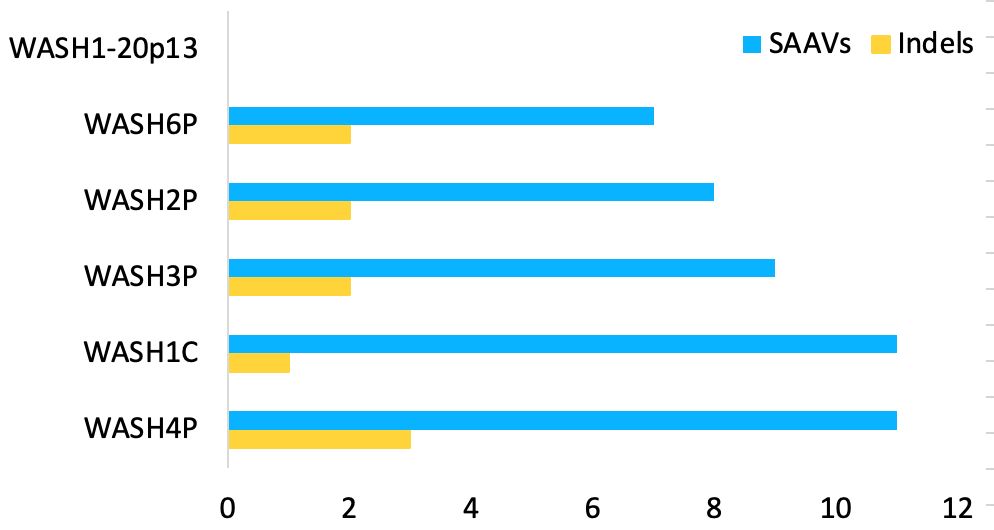 The number of non-conserved amino acids (single amino acid variations, SAAVs) and deleted regions in the five full length WASH1 protein isoforms that differ from amino acids that are conserved across primates, mammals and tetrapods. WASH1-20q33 is the predicted protein on the q arm of chromosome 20. WASH1-20p13 has no mutations in conserved regions.