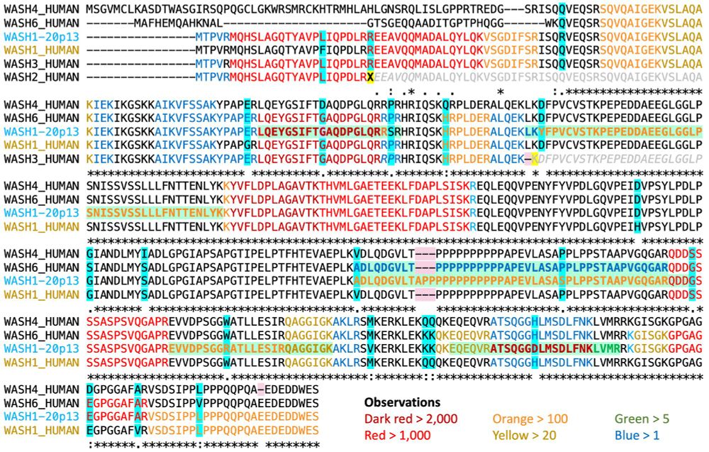 Alignment of WASH1C paralogues annotated as coding by UniProtKB and the WASH1C isoform from chromosome 20. The chromosome 20 gene and known SNPs capture all the PeptideAtlas peptides. Mapping peptides to WASH1-20p13 and WASH1 sequences in UniProtKB. Peptides are mapped to alignments between the five UniProtKB annotated WASH1 sequences and the newly annotated WASH1-20p13 protein. Residues that peptides map to are colour coded by the number of observations detected for that protein. Dark red, red, and orange fonts indicate the most observed peptides. Residues with a yellow background indicate the position of stop codons and frameshifts in WASH2P and WASH3P. Grey sequence indicates the parts of the predicted sequence of WASH2P and WASH3P that cannot be translated because of these stop codons and frameshifts. Peptides with a light green background and text in bold show those peptides that map uniquely to one of the six sequences. Amino acids columns with a blue background indicate the position of single amino acid differences between the predicted proteins. Deletions relative to ancestral sequences are marked with a pink background.