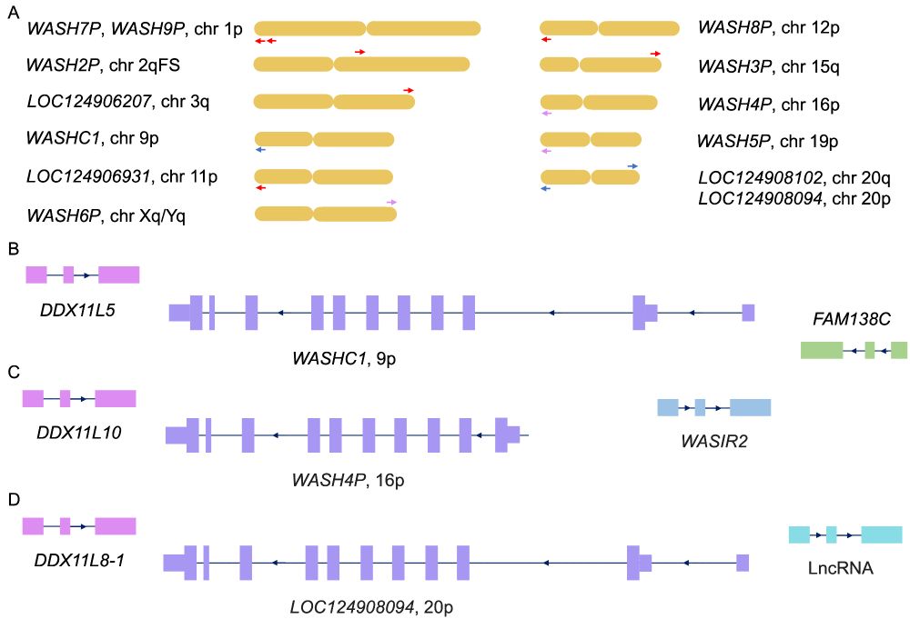 A. The position of the 13 WASH1 paralogues in the corresponding chromosomes. B-D. The gene neighbours of the old WASHC1 gene, the WASH4P pseudogene, and the functional coding WASH1 gene, LOC124908094.
