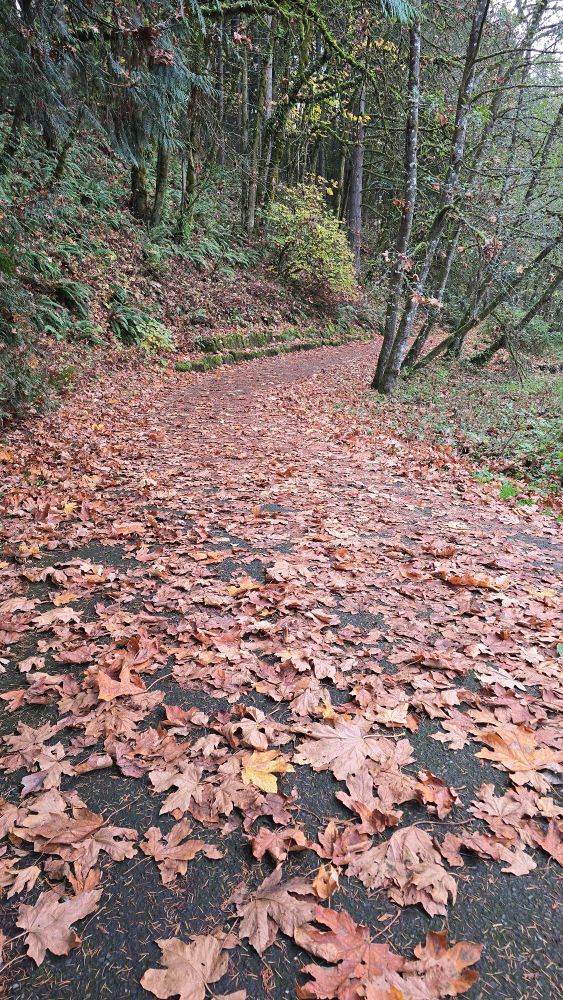 Walking trail covered in fallen maple leaves