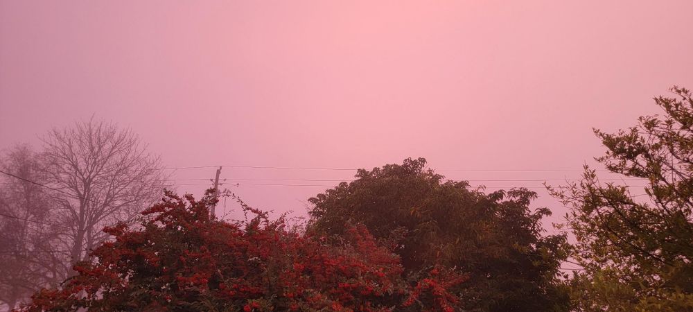 The sky with trees is a pink fog at dawn