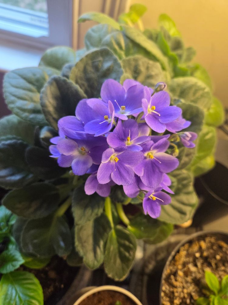 Purple African violets (top view)