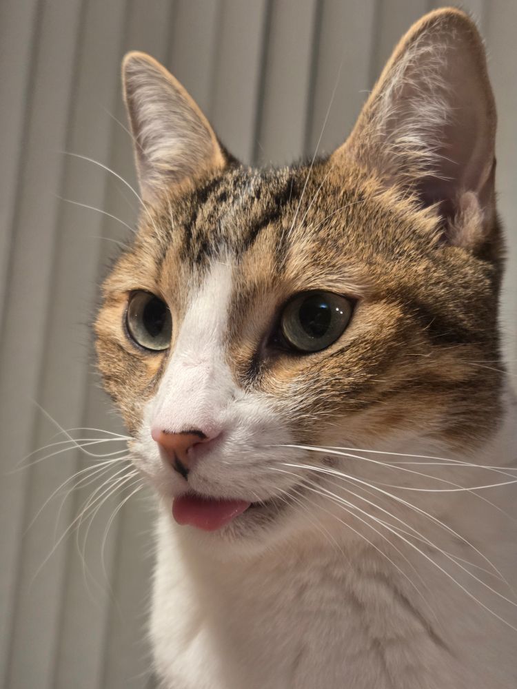 Gray and white tabby from the neck up, blepping