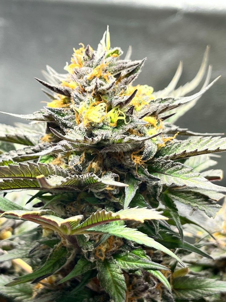 Dosimosa Blüte von SensiSeeds an BT 52