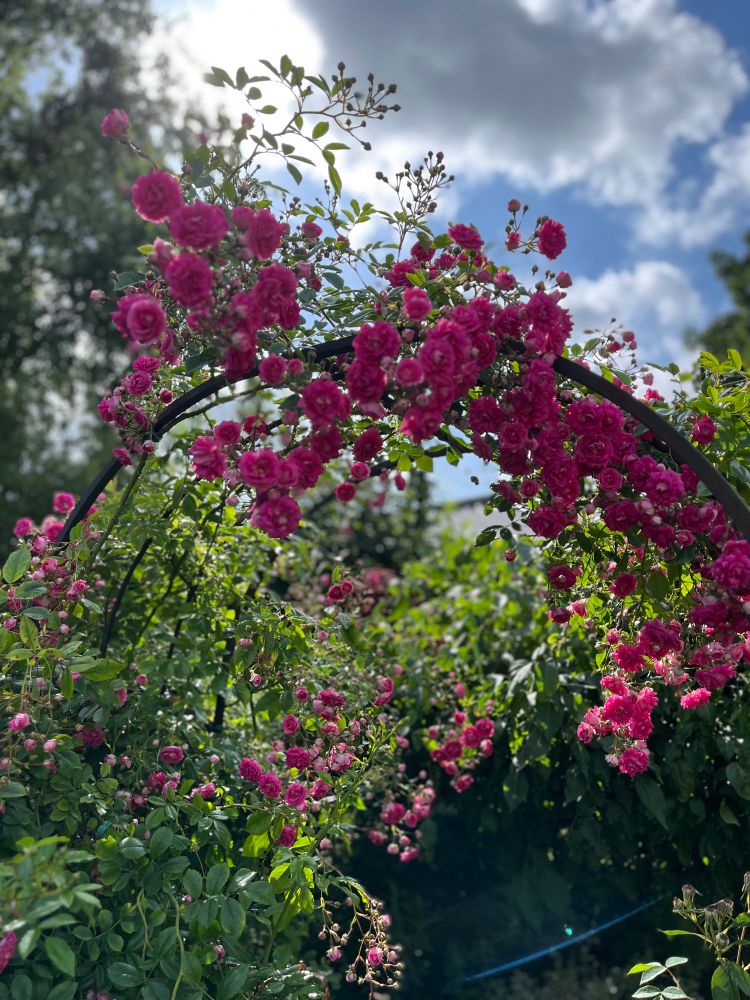 Rosenbogen und 1000fache Blütenpracht