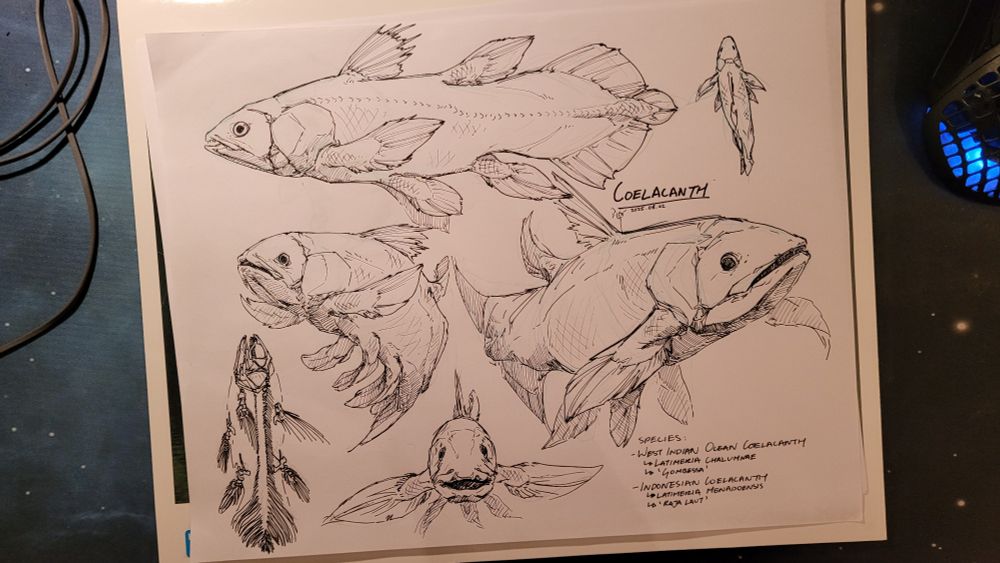 Drawing in pen on paper of coelacanth. One head on, one skeleton, one top down, and three drawings of it posed.