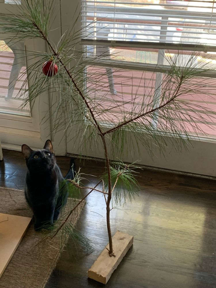 A black cat staring up at a red Xmas ornament hanging from the top of a suitably pathetic Charlie Brown Xmas tree