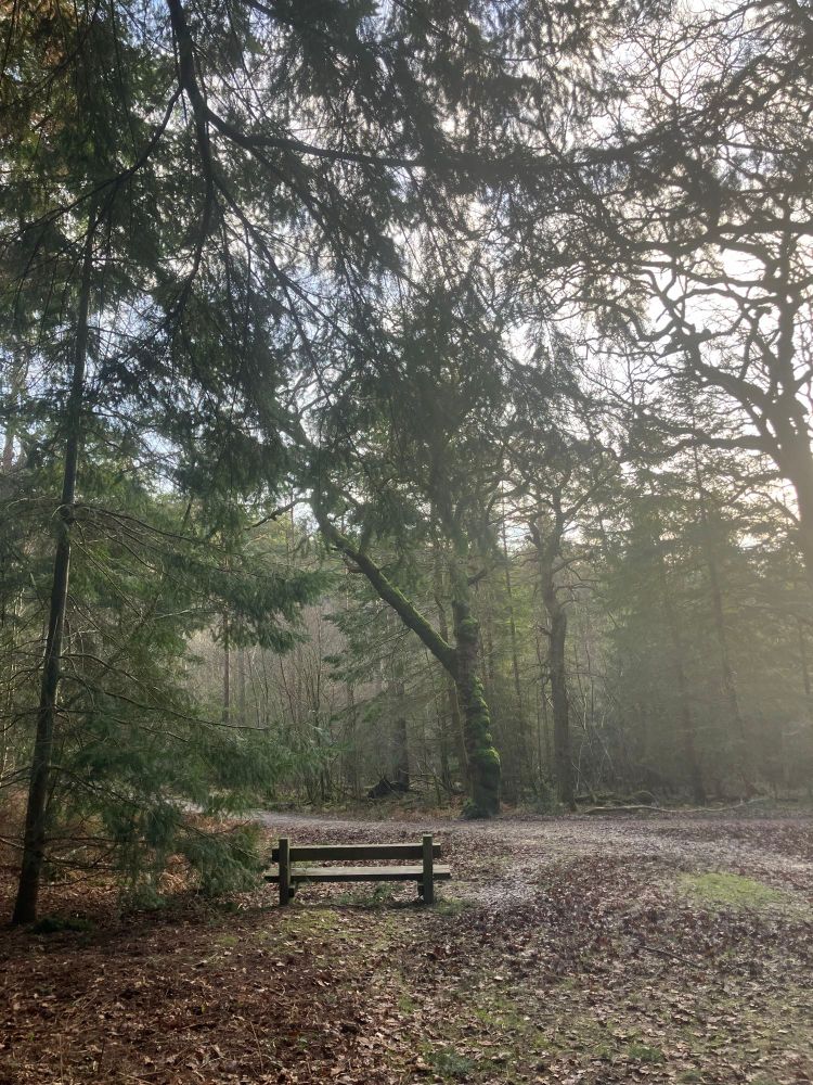 Photo of a deserted bench in the forest in wintry morning dappled light 