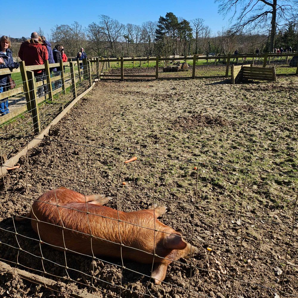 A brown pig sleeping on its side in a large enclosure with trees and grass in the background and a blue sky 