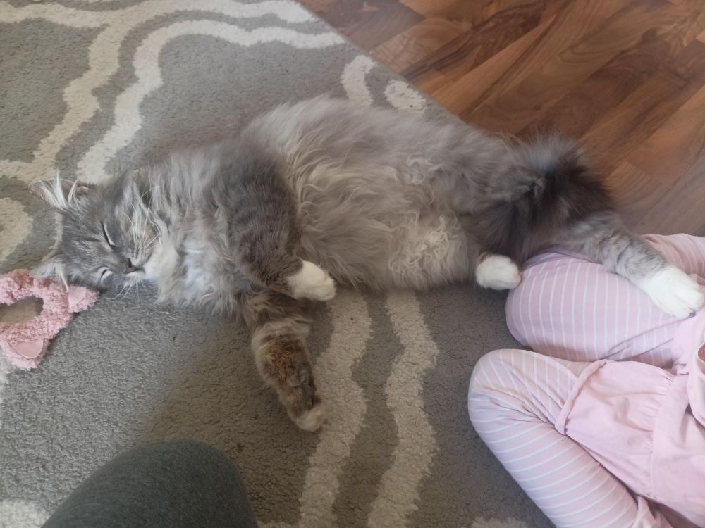 A grey maine-coon cat with white paws, sleeping with his leg on my young daughter's leg