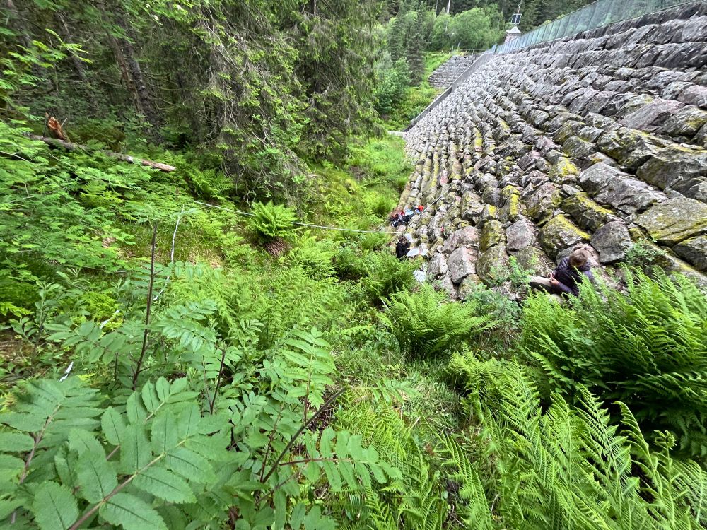 In the perfect cross section between anthropogenic constructions and nature, we mapped the vegetation. One of the more unique compositions of species so far in #Ecobudgets. 