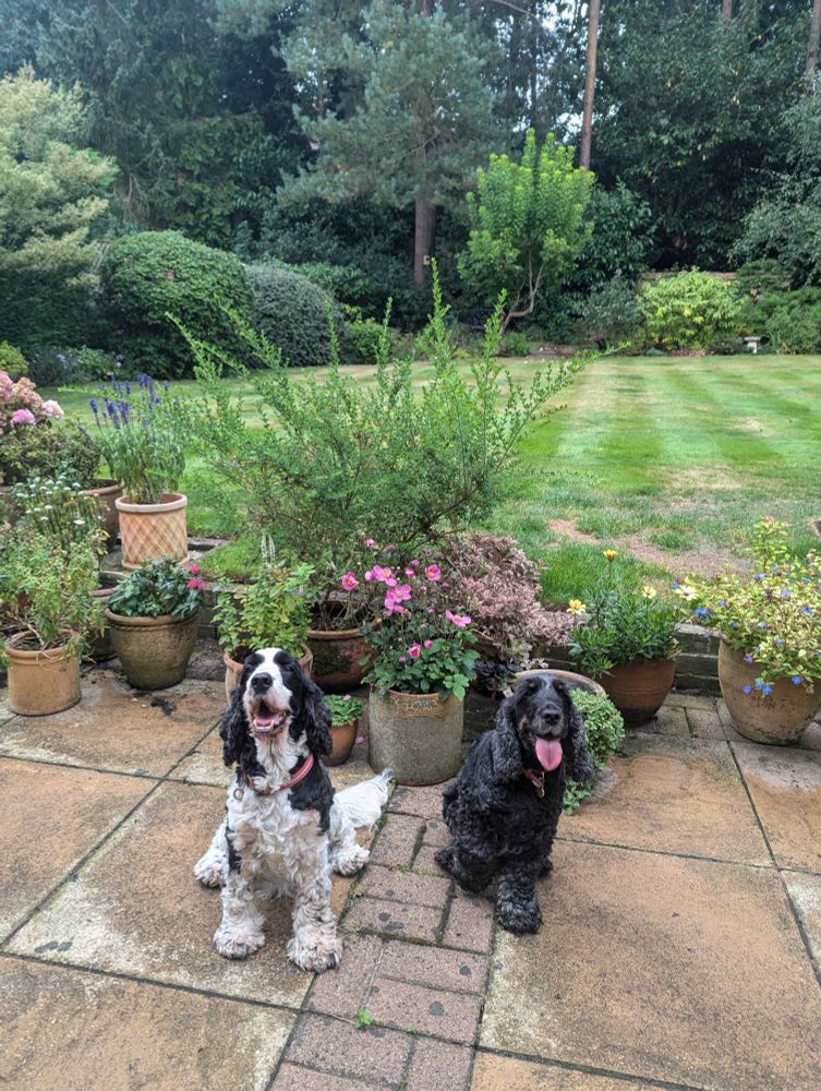 Two English cocker spaniels sitting on a patio next to potted plants with an English garden lawn behind them 