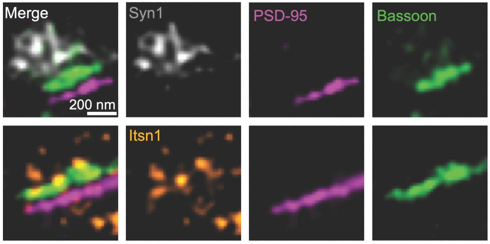 STED images showing localization of Intersectin 1 and Synapsin 1 relative to the active zone, marked by Bassoon