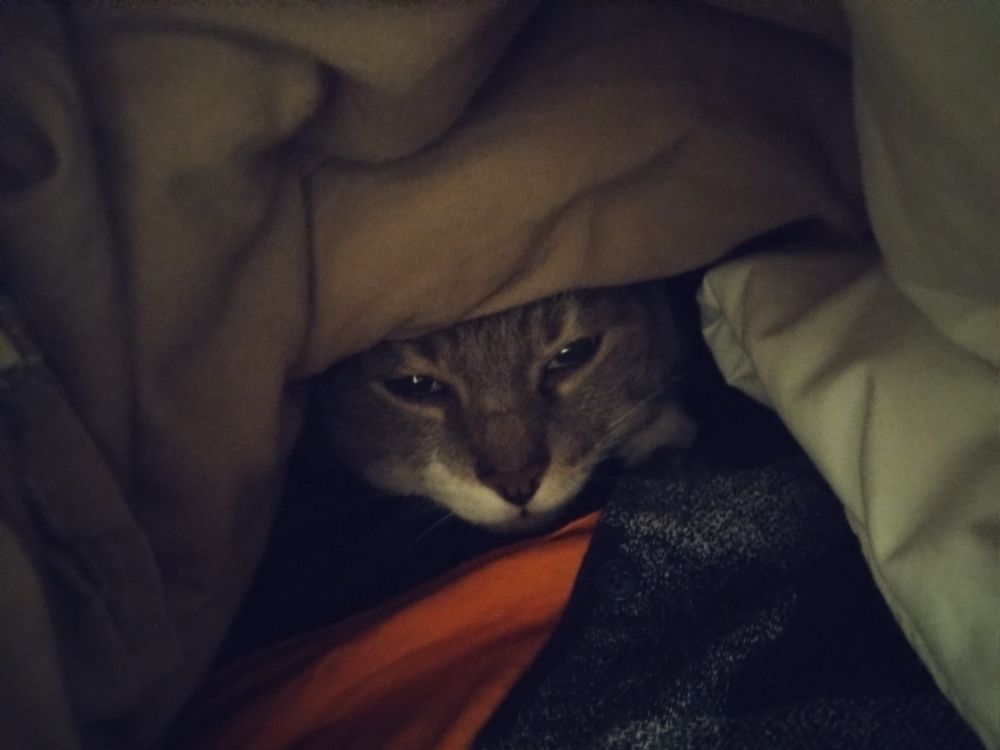 chat sous une couette