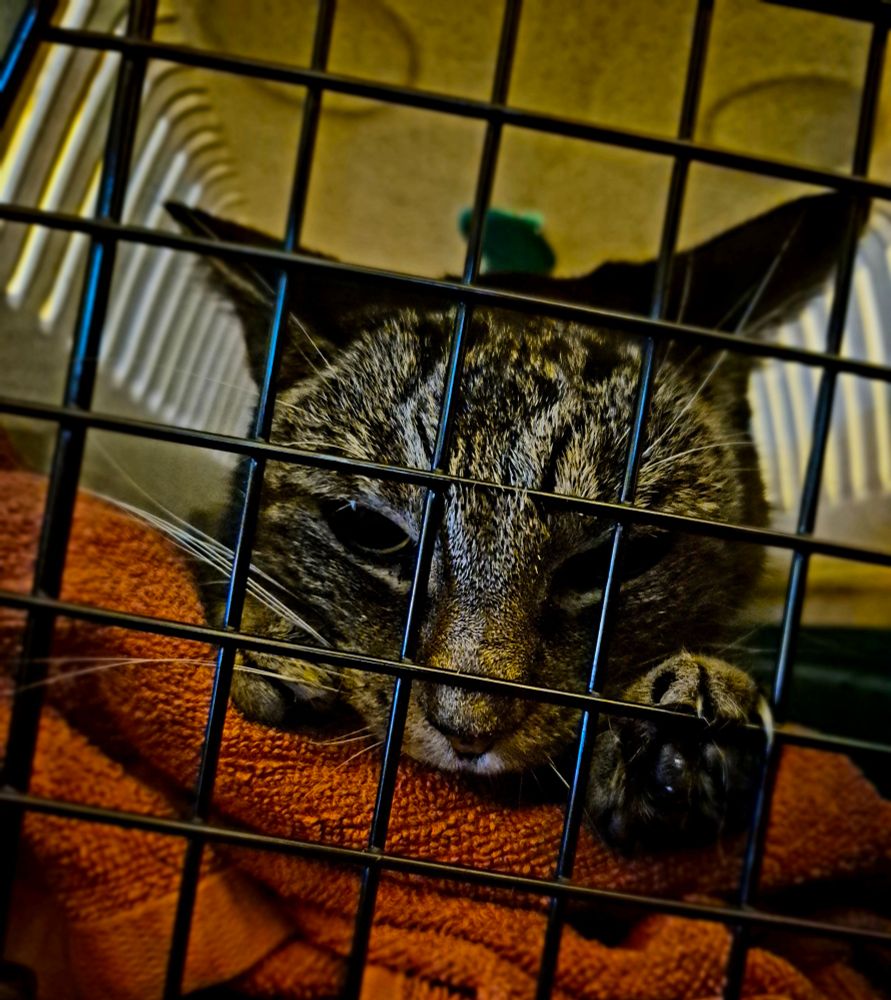 Mein Kater schaut grimmig aus seinem Körbchen hinter gitter.