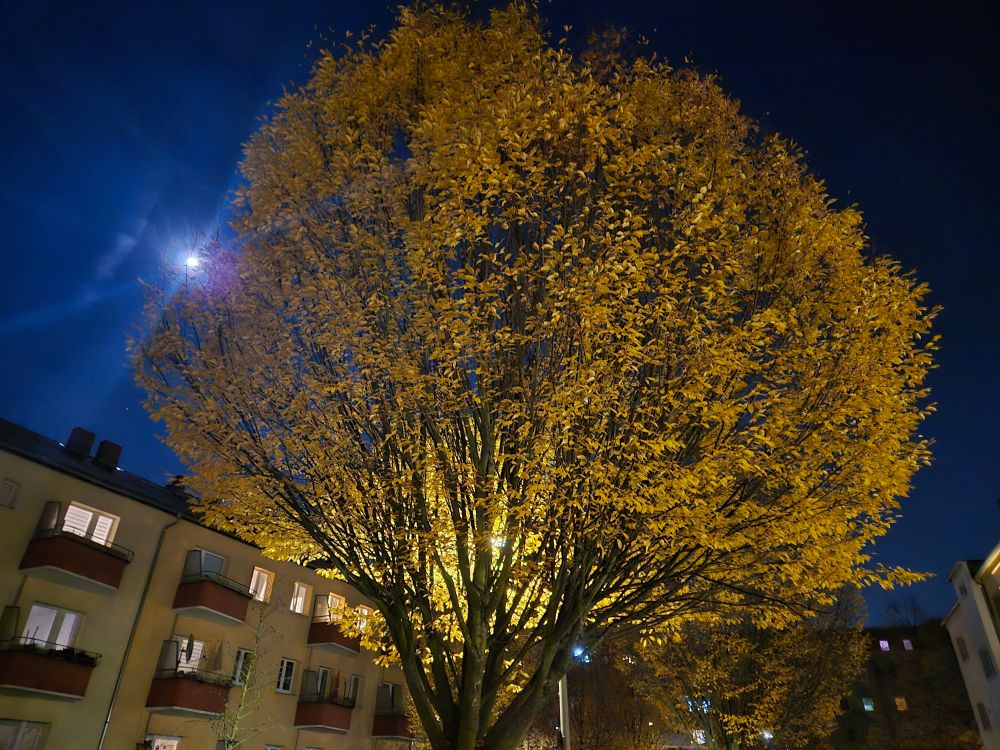 Ein schöner Baum bei nacht der durch die Laterne dahinter bestrahlt wird und links dahinter ein funkelnder heller Mond. 