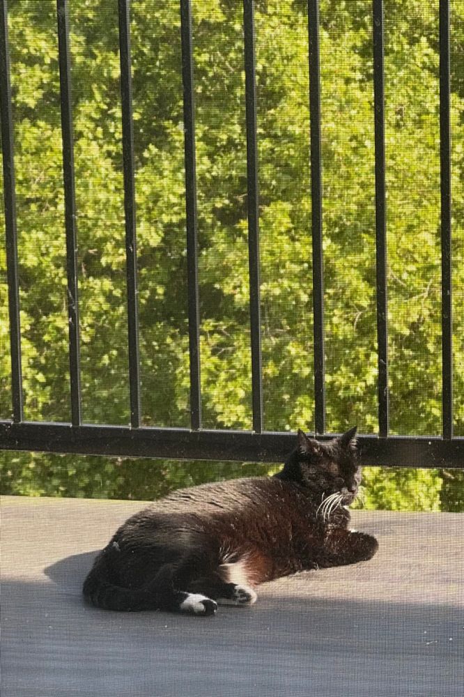 A black and white cat lays sleeping on a balcony with a big green tree in the background. 