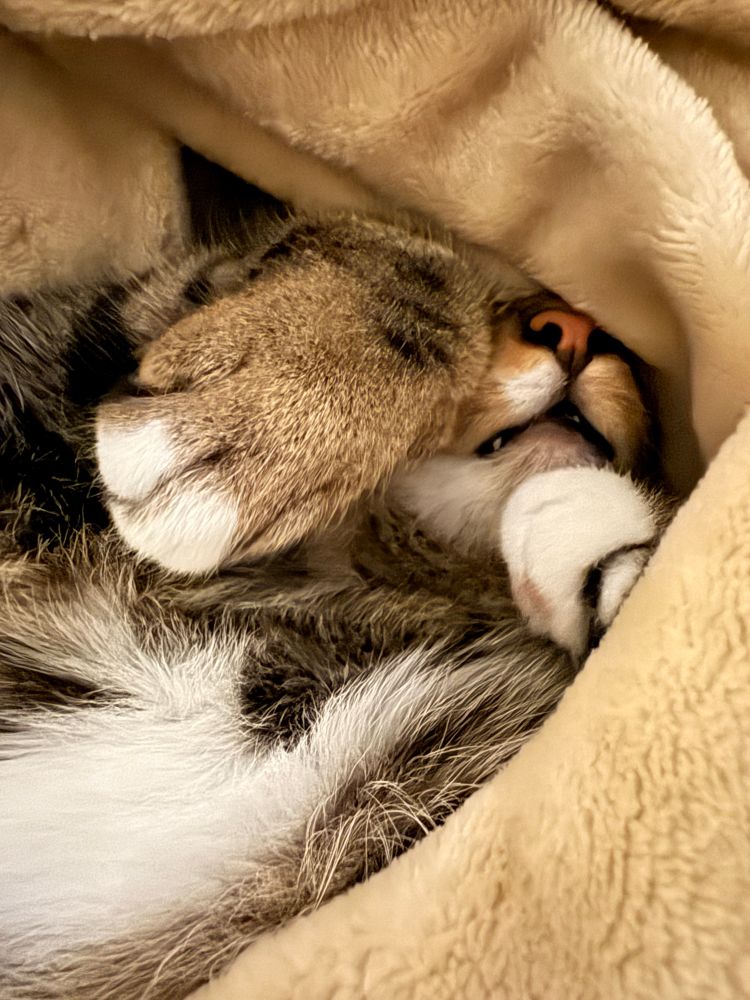 Tigerkater schläft umgeben von einer flauschigen Decke. Er liegt auf dem Rücken, zu sehen ist seine Brust, seine vorderen Pfoten und seine Schnute. Der Rest von seinem Kopf ist von der Decke bedeckt. 