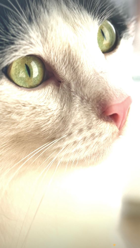 Nahaufnahme vom Gesicht des schwarz weißen Katers. Leicht seitlich. Die Umgebung ist hell, sodass die Augen entsprechend schmal sind.